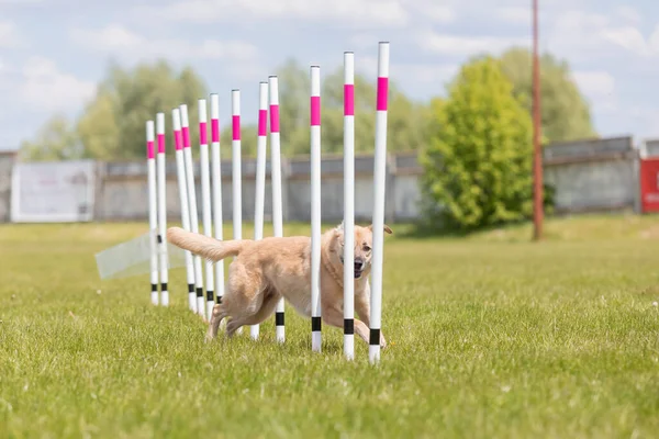 Çeviklik rotasında dokuma boyunca koşan köpek yatay.