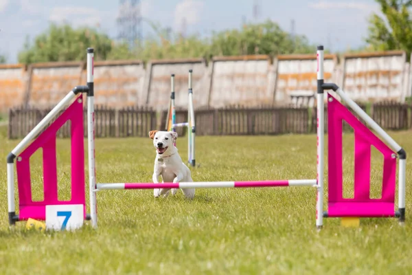 Çeviklik rotasında dokuma boyunca koşan köpek yatay.