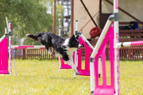 Anjing Berlari Melalui Anyaman Kelincahan Saja Horizontal — Stok Foto