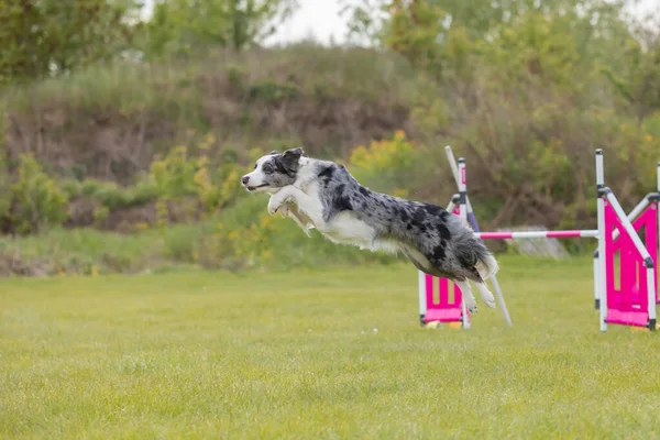 Hund Som Løper Gjennom Vevene Smidighetskurven Horisontalt – stockfoto