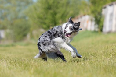 Sınır çoban köpeği çimenlerde koşuyor
