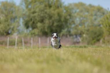 Sınır çoban köpeği çimenlerde koşuyor