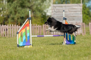 Köpek çeviklik kursunun engellerinden atlıyor. Çeviklik yarışması, köpek sporu