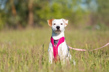 Melez köpek çimlerin üzerinde oynuyor.