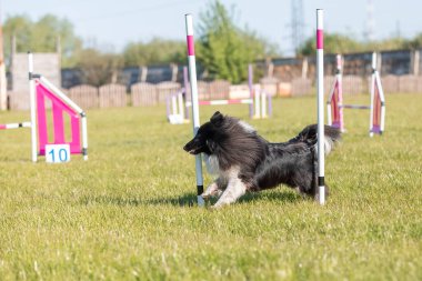 Köpek çeviklik kursunun engellerinden atlıyor. Çeviklik yarışması, köpek sporu
