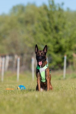 Belçika Çoban Köpeği Malinois Açık Hava