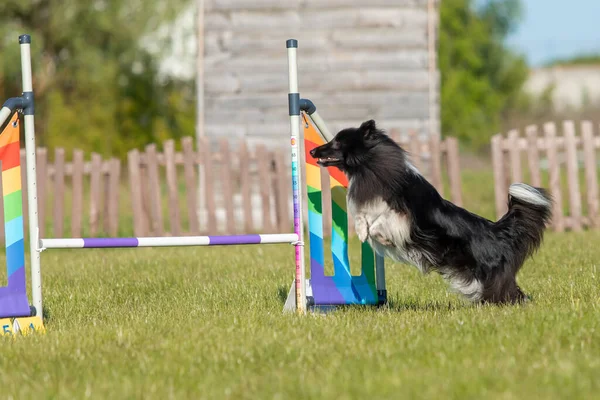 Hund Springt Über Hürde Eines Geschicklichkeitsparcours Agility Wettbewerb Hundesport — Stockfoto