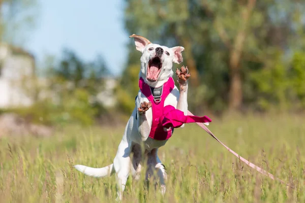 Crossbreed Σκυλί Παίζει Εξωτερική Στο Γρασίδι — Φωτογραφία Αρχείου