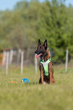 Belçika Çoban Köpeği Malinois Açık Hava