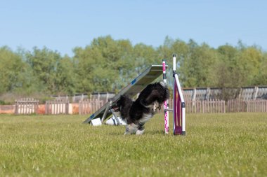Köpek çeviklik kursunun engellerinden atlıyor. Çeviklik yarışması, köpek sporu