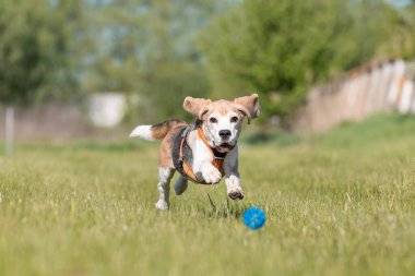 Av köpeği çayırda koşup oynuyor.