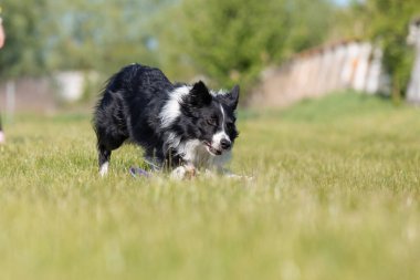Sınır çoban köpeği çimenlerde koşuyor