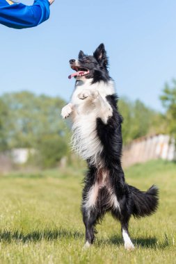Sınır çoban köpeği çimenlerde koşuyor