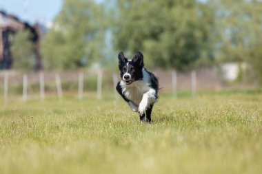 Sınır çoban köpeği çimenlerde koşuyor