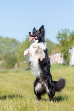 Sınır çoban köpeği çimenlerde koşuyor