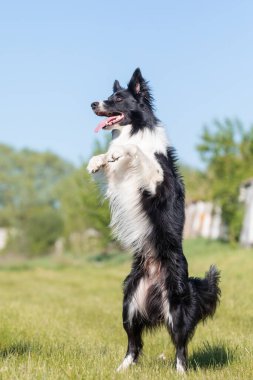 Sınır çoban köpeği çimenlerde koşuyor