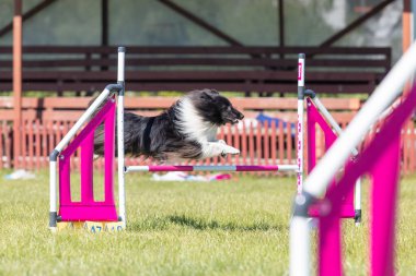 Köpek çeviklik kursunun engellerinden atlıyor. Çeviklik yarışması, köpek sporu