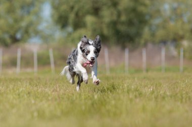 Sınır çoban köpeği çimenlerde koşuyor
