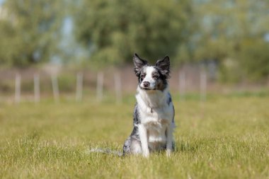 Sınır çoban köpeği çimenlerde koşuyor