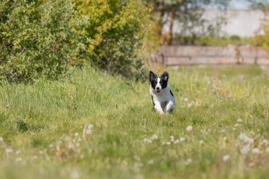 Sınır çoban köpeği çimenlerde koşuyor