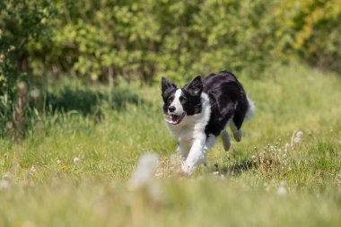 Sınır çoban köpeği çimenlerde koşuyor