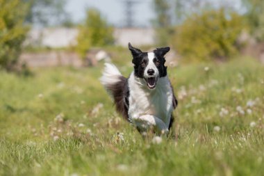 Sınır çoban köpeği çimenlerde koşuyor