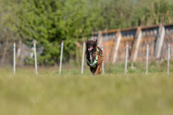 ベルギーの羊飼いマリノス犬の屋外 — ストック写真
