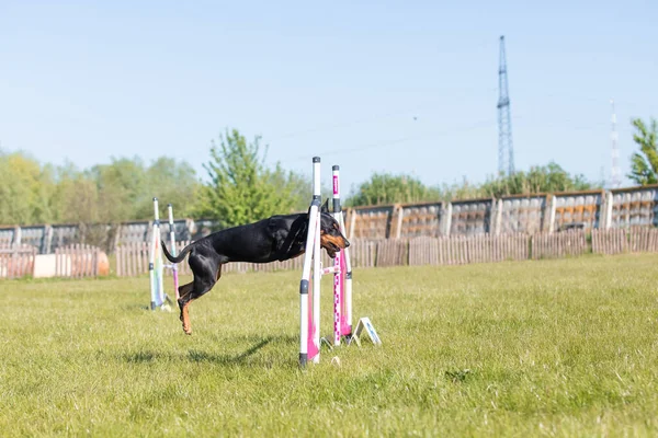 狗跳过敏捷性课程的跨栏 敏捷竞赛 狗类运动 — 图库照片