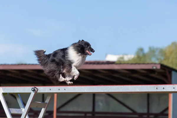 Бегущая Собака Выгуливает Собаку Контактной Зоной Ловкость — стоковое фото