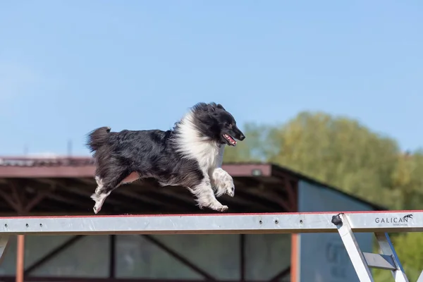 Agilität Des Hundes Hindernislauf Mit Kontaktzone Beweglichkeit — Stockfoto