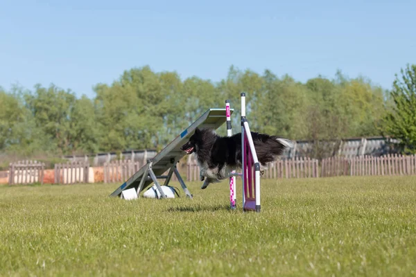 stock image Dog jumps over a hurdle of an agility course. Agility competition, dog sport