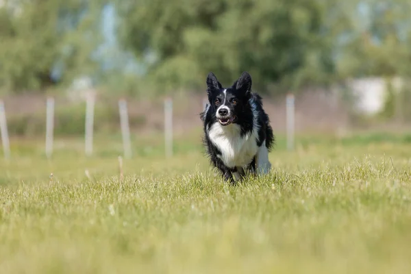 Border Collie Hond Loopt Het Gras — Stockfoto