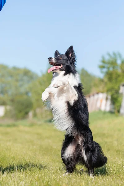 草の上を走るボーダーコリー犬 — ストック写真