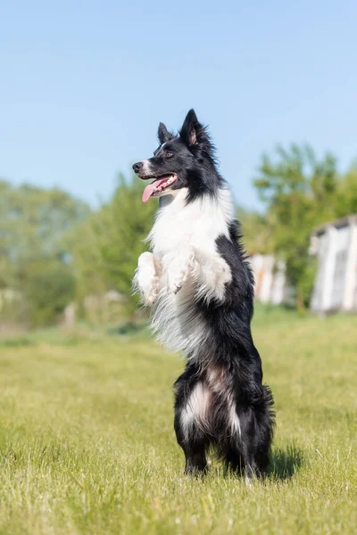 Gräns Collie Hund Kör Gräset — Stockfoto
