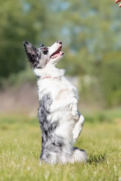 Anjing Perbatasan Collie Berjalan Rumput — Stok Foto