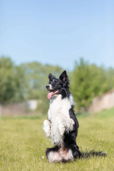 Anjing Perbatasan Collie Berjalan Rumput — Stok Foto