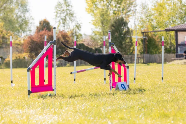 Cane Salta Oltre Ostacolo Corso Agilità Concorso Agilità Sport Canino — Foto Stock