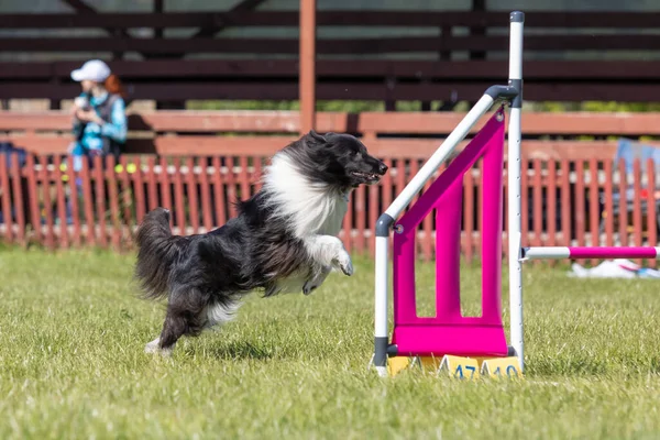 Dog Jumps Hurdle Agility Course Agility Competition Dog Sport — Stock Photo, Image