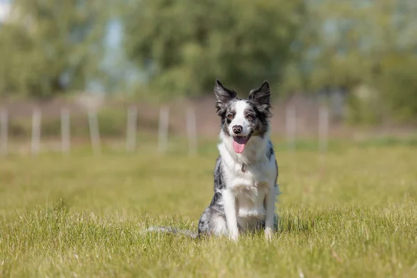 Прикордонна Колі Собака Біжить Траві — стокове фото