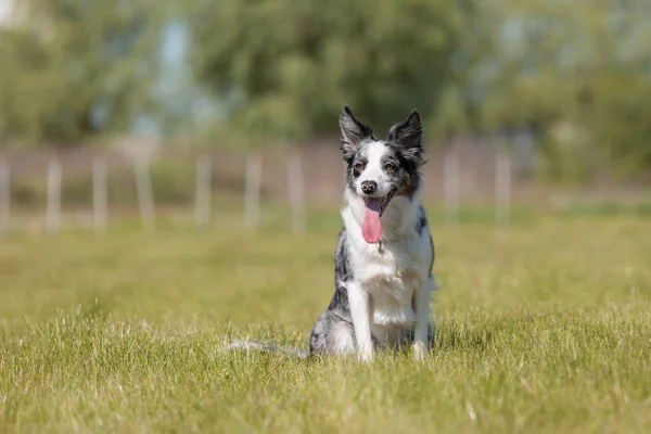Συνοριακό Σκυλί Collie Τρέχει Στο Γρασίδι — Φωτογραφία Αρχείου