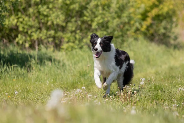 Border Collie Hond Loopt Het Gras — Stockfoto