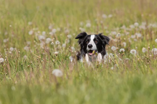 草の上を走るボーダーコリー犬 — ストック写真