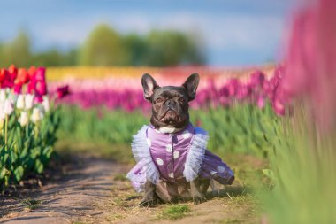 Canlı renklerde lalelerle dolu renkli bir tarlada sevimli bir Fransız bulldog 'u giydirilmiş köpek kıyafetleri.