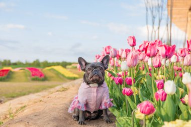 Canlı renklerde lalelerle dolu renkli bir tarlada sevimli bir Fransız bulldog 'u giydirilmiş köpek kıyafetleri.