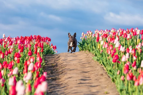 stock image Adorable French bulldog in a colorful field of tulips with vibrant hues Dressed dog Dog clothes