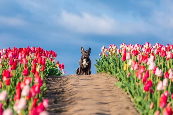 Canlı renklerde lalelerle dolu renkli bir tarlada sevimli bir Fransız bulldog 'u giydirilmiş köpek kıyafetleri.