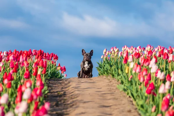Schattige Franse Bulldog Een Kleurrijk Veld Van Tulpen Met Levendige — Stockfoto