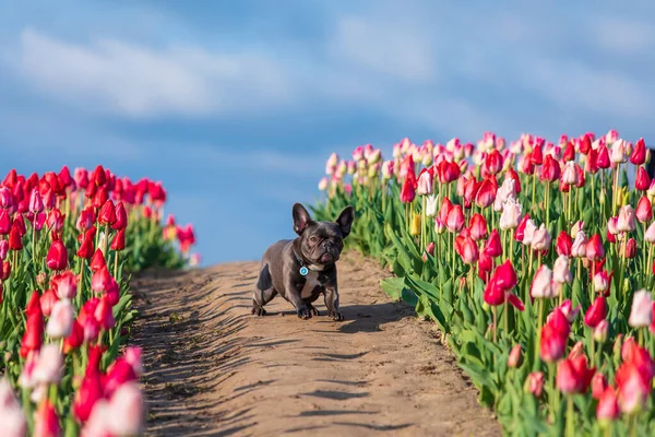 stock image Adorable French bulldog in a colorful field of tulips with vibrant hues Dressed dog Dog clothes