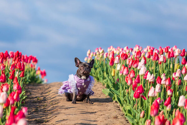 Adorable French bulldog in a colorful field of tulips with vibrant hues Dressed dog Dog clothes