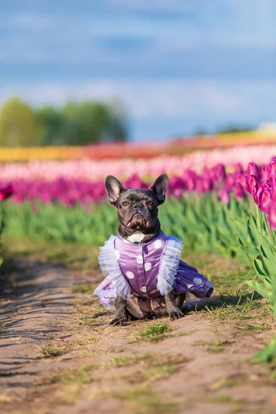 Uroczy Buldog Francuski Kolorowym Polu Tulipanów Żywymi Odcieniami Ubrany Pies — Zdjęcie stockowe